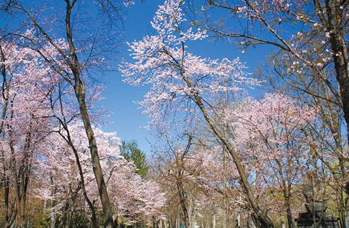 神楽岡公園